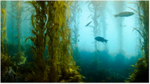 Biopalivo Kelp může brzy pohánět naše auta a letadla
