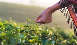 CropLife India usiluje o 5letou ochranu dat, varuje před zúžením možností